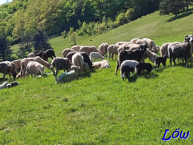 27.4.2024 Schafherde auf der Kuhheide